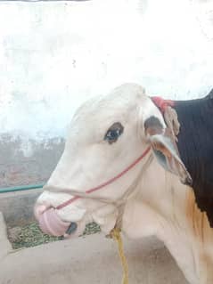 Bull | Bchra | Wehra | qurbani Bull | Bull / desi wchra for sale