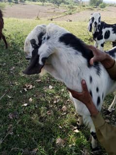 Bakra for sale