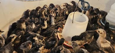 Australorp | Chicks | Australorp Hen | Murgiya | Australorp chozy