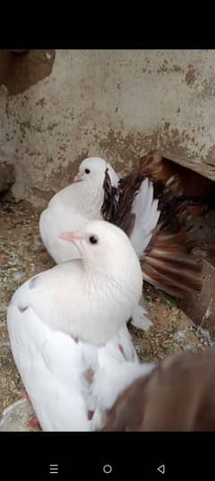 pure modern Black tail breeder pair for sale / brown tail breeder pair