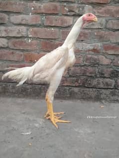 shamo | white shamo | | o shamo | king size shamo | aseel shamo