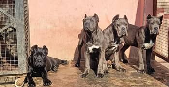 IMPORTED CANE CORSO PUPPIES AVAILABLE FOR SALE