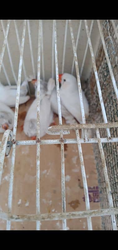 White Java , Goldian, kabootar, Bajri, Finch, Matki, Aseel chicks 5