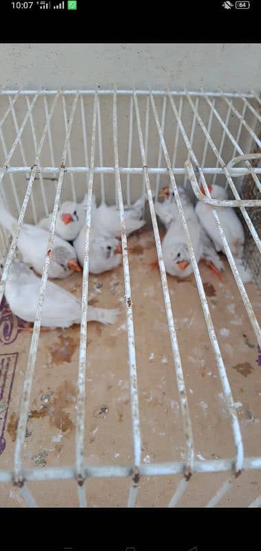 White Java , Goldian, kabootar, Bajri, Finch, Matki, Aseel chicks 6