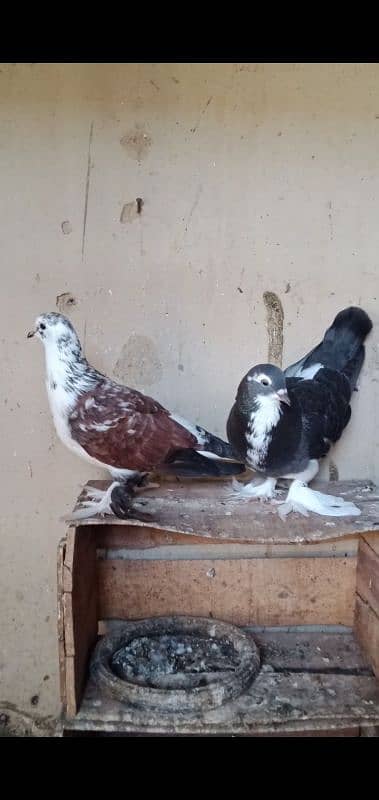 White Java , Goldian, kabootar, Bajri, Finch, Matki, Aseel chicks 7