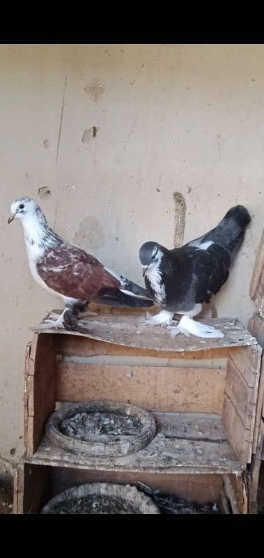 White Java , Goldian, kabootar, Bajri, Finch, Matki, Aseel chicks 8