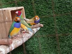 Goldian finches lutino and other colour 100% blue split