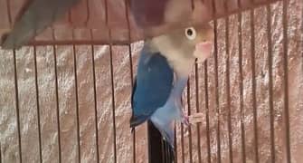 Blue fishery blue 2 male crimino female
