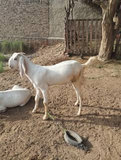 Rajanpuri bakra
