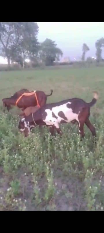 Male goats 2 teeth for qurbani 0