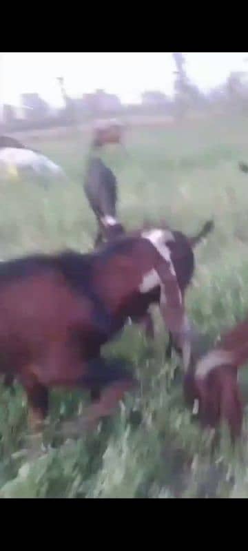 Male goats 2 teeth for qurbani 2
