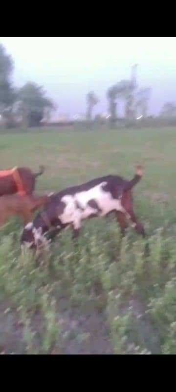 Male goats 2 teeth for qurbani 6