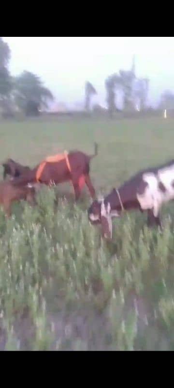 Male goats 2 teeth for qurbani 7