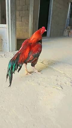 Aseel Murga urgent for sale
