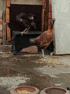 Aseel hens burmi pakoye