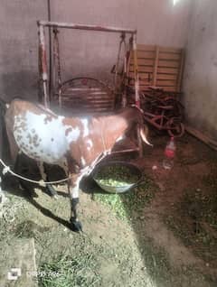 Ghar
