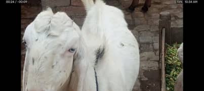 Bakra
