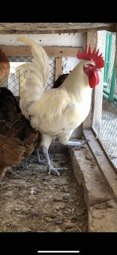 5 murgiya 1 Murga Big size full white Murga