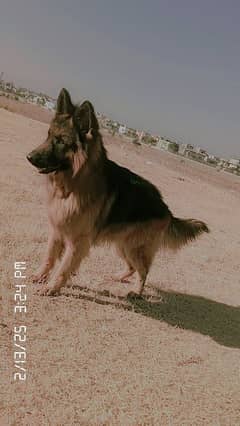 for