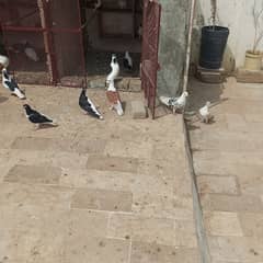 sherazi pigeon