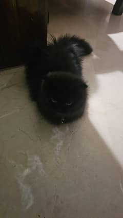2 Persian Cats for Sale – Healthy & Friendly