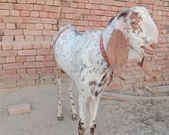 Breeder quality Makhi chena baqra