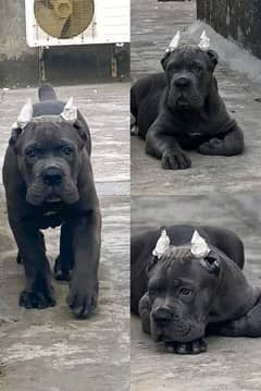 CANE CORSO PUPPIES AVAILABLE FOR SALE