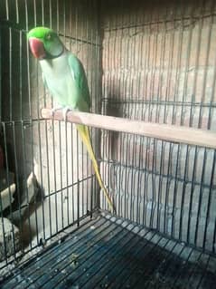 High Quality Breeders Raw male for sale