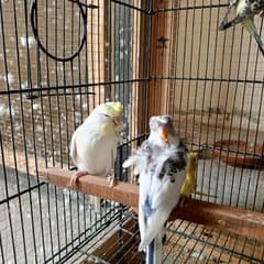 EX WOKRING HOGOROMO BUDGIES
