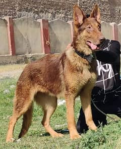 German