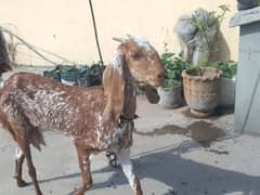 female goat. makhi chini