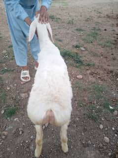 3 months ki chaki wali dumbi