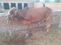 Heavy Bull for Qurbani