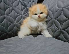 persian punched face high quality  kitten