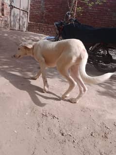 lape nasel