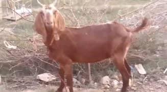 Goats for sale