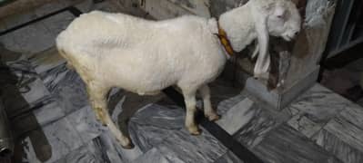 sheep