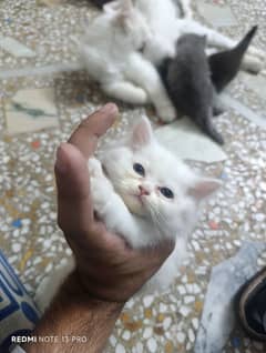 1 - 1.5 month persian kittens for sale color white grey