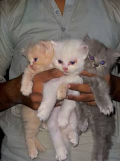 kitten for sale