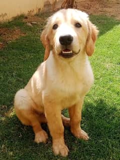 Golden retriever puppies for sale