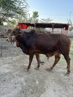 Wehra