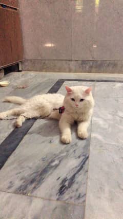 WHITE COLOUR PERSIAN MALE CAT WITH BLUE EYES FOR SALE|double coated|
