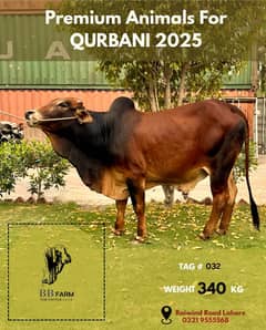 Premium Qurbani Animals for sale for Eid ul Adha