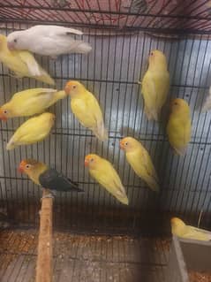 Albino/decino/cremino breeder pairs