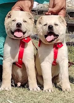 King Alabai pair pure breed security dog 2months for sale