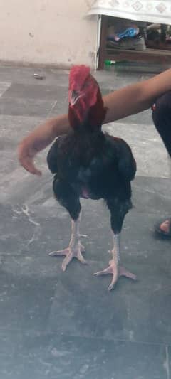 Asseel