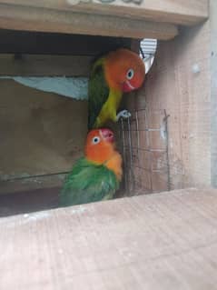 lovebird