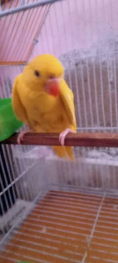 baby