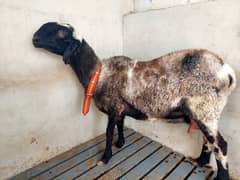 Female Sheep 4-dant