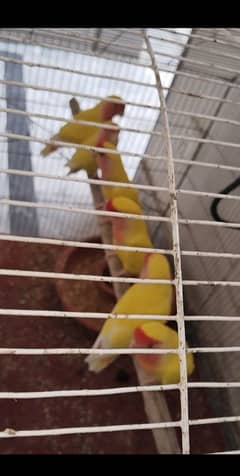 lovebird red eyes a fair